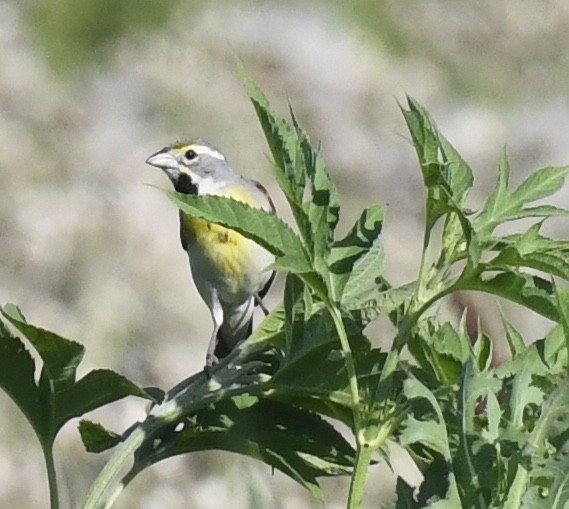 Dickcissel d'Amérique - ML642048912