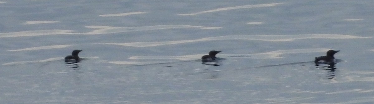 Common Murre - ML642048915