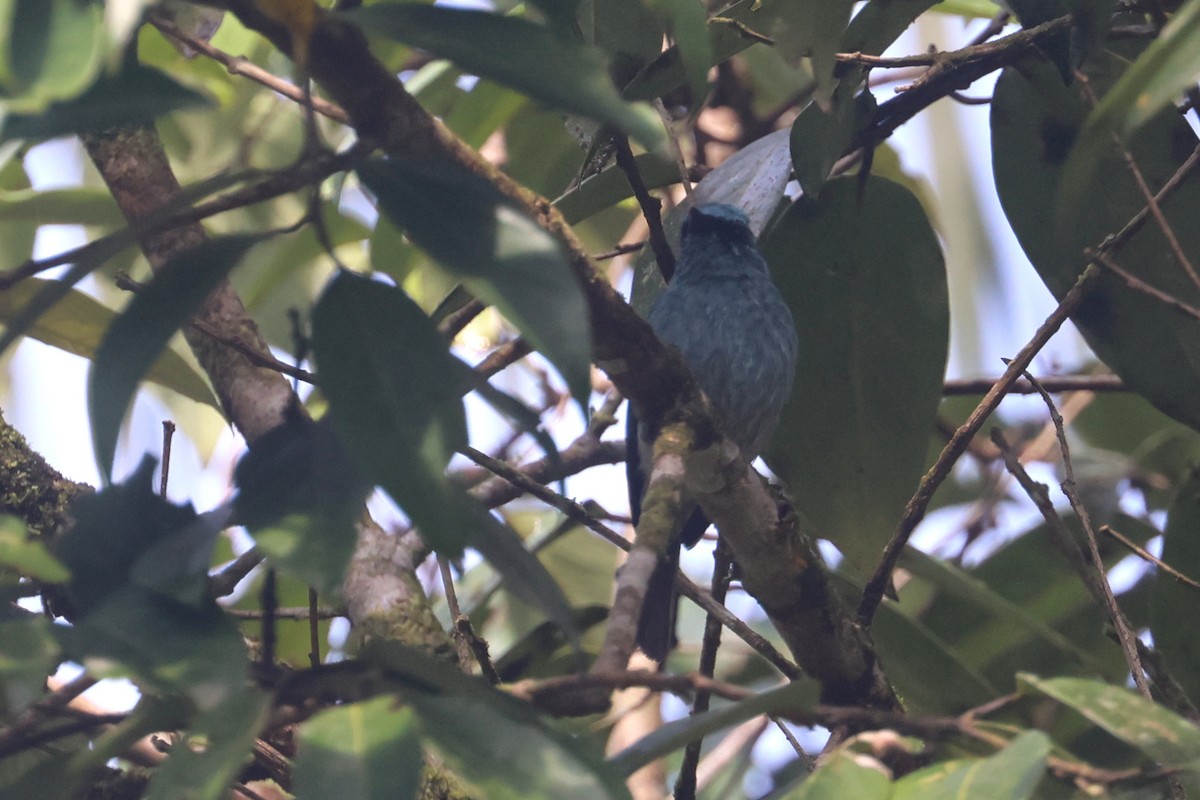 Turquoise Flycatcher - ML642048924