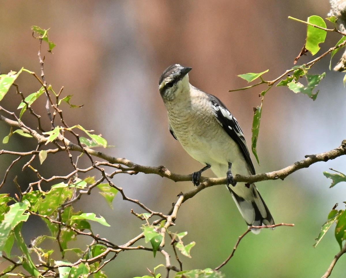 Pied Triller - ML642048925