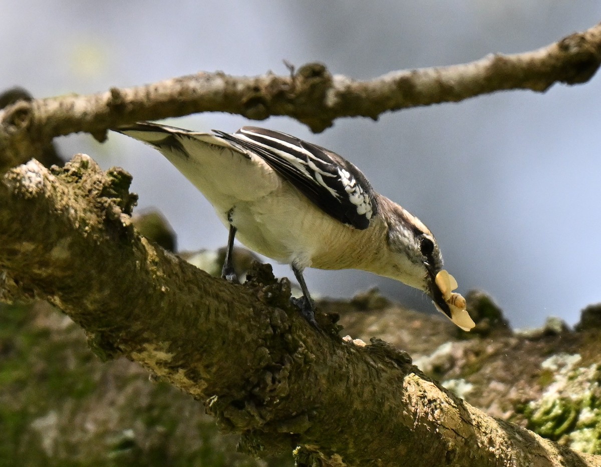 Pied Triller - ML642048926