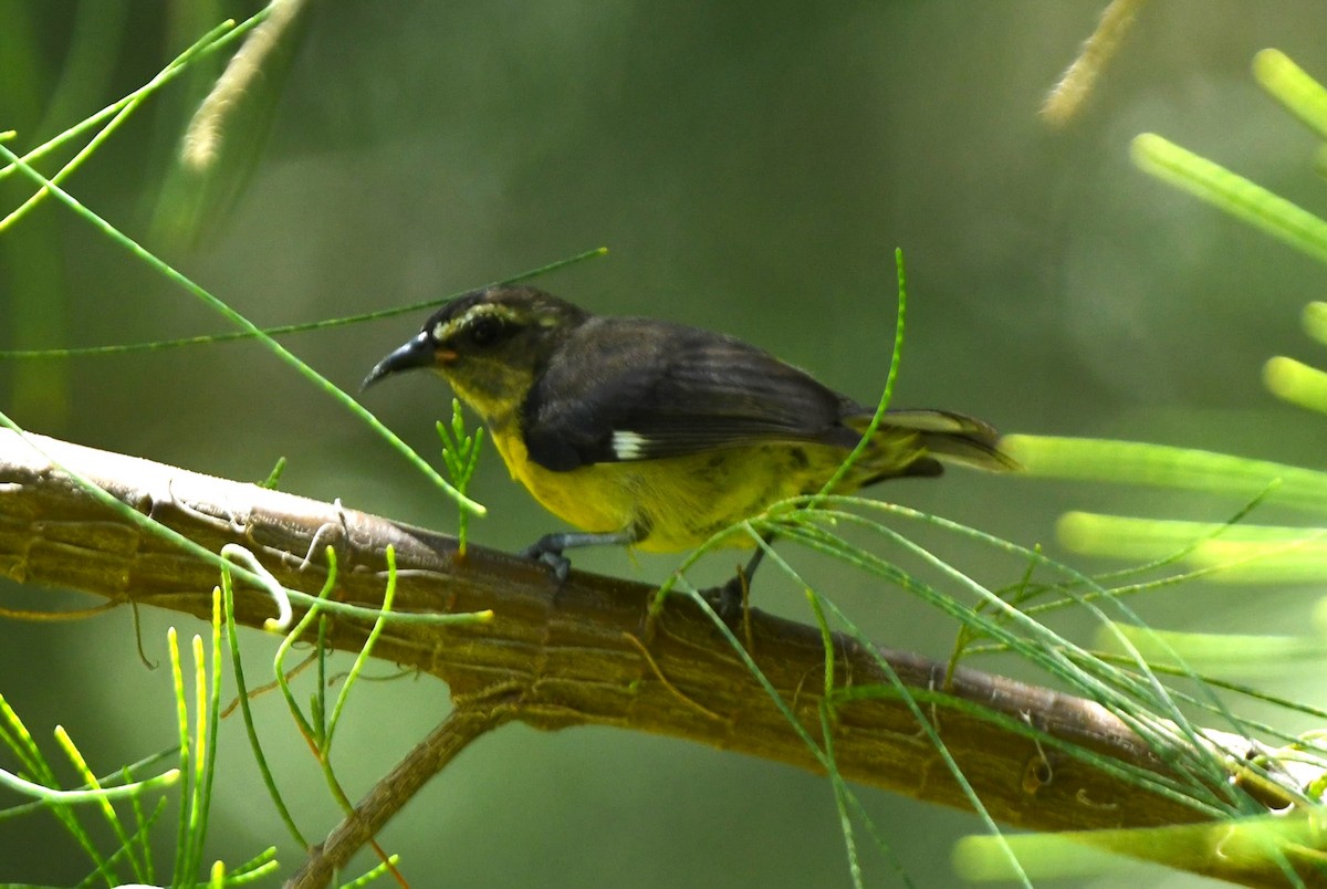 Zuckervogel - ML642048927