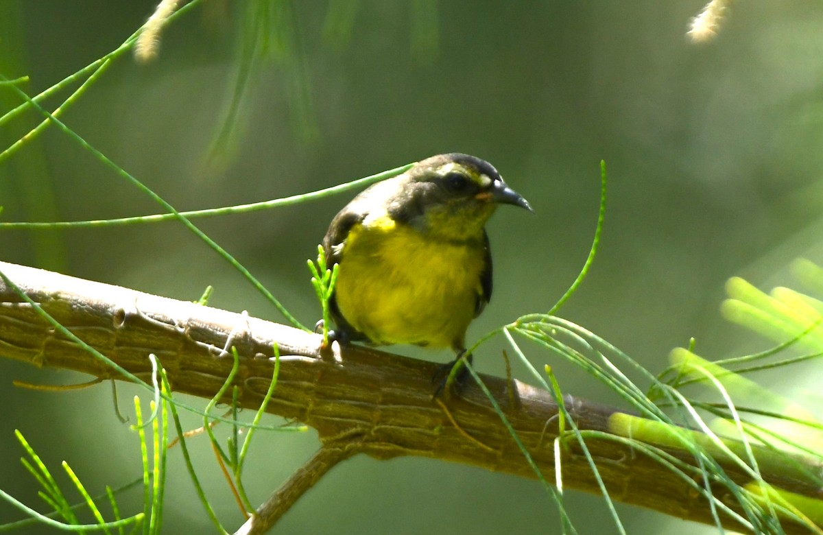Zuckervogel - ML642048929