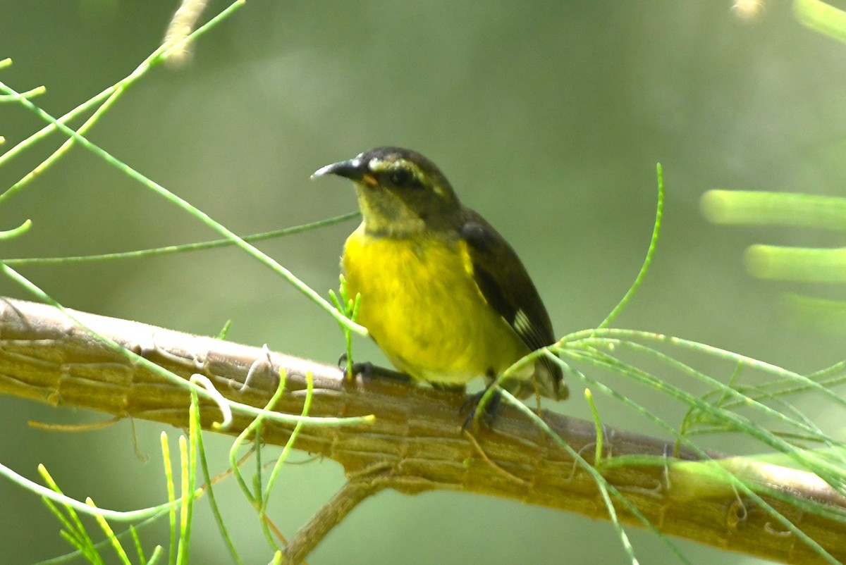 Zuckervogel - ML642048931