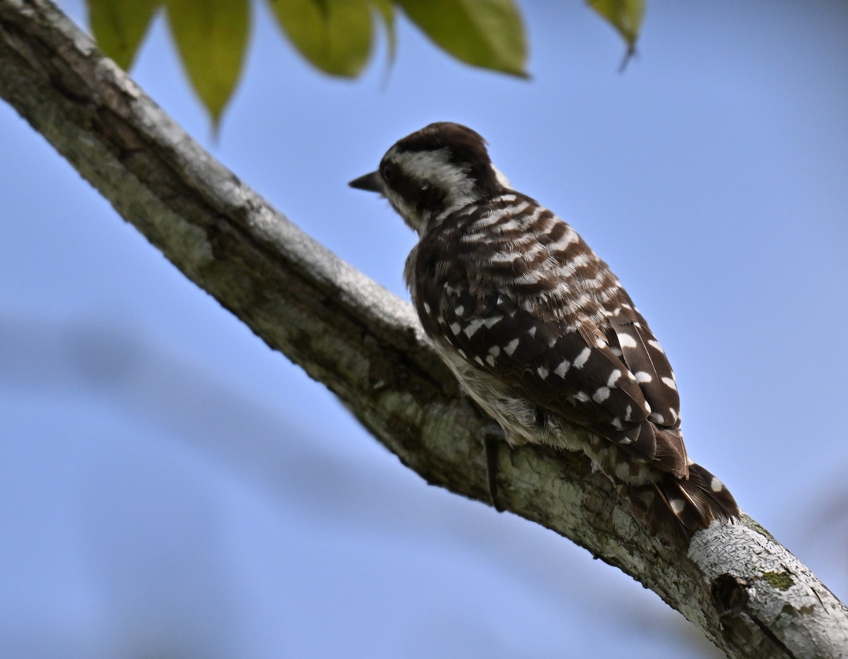 Sunda Pygmy Woodpecker - ML642048932