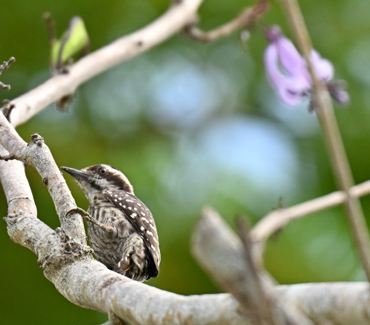 Sunda Pygmy Woodpecker - ML642048933