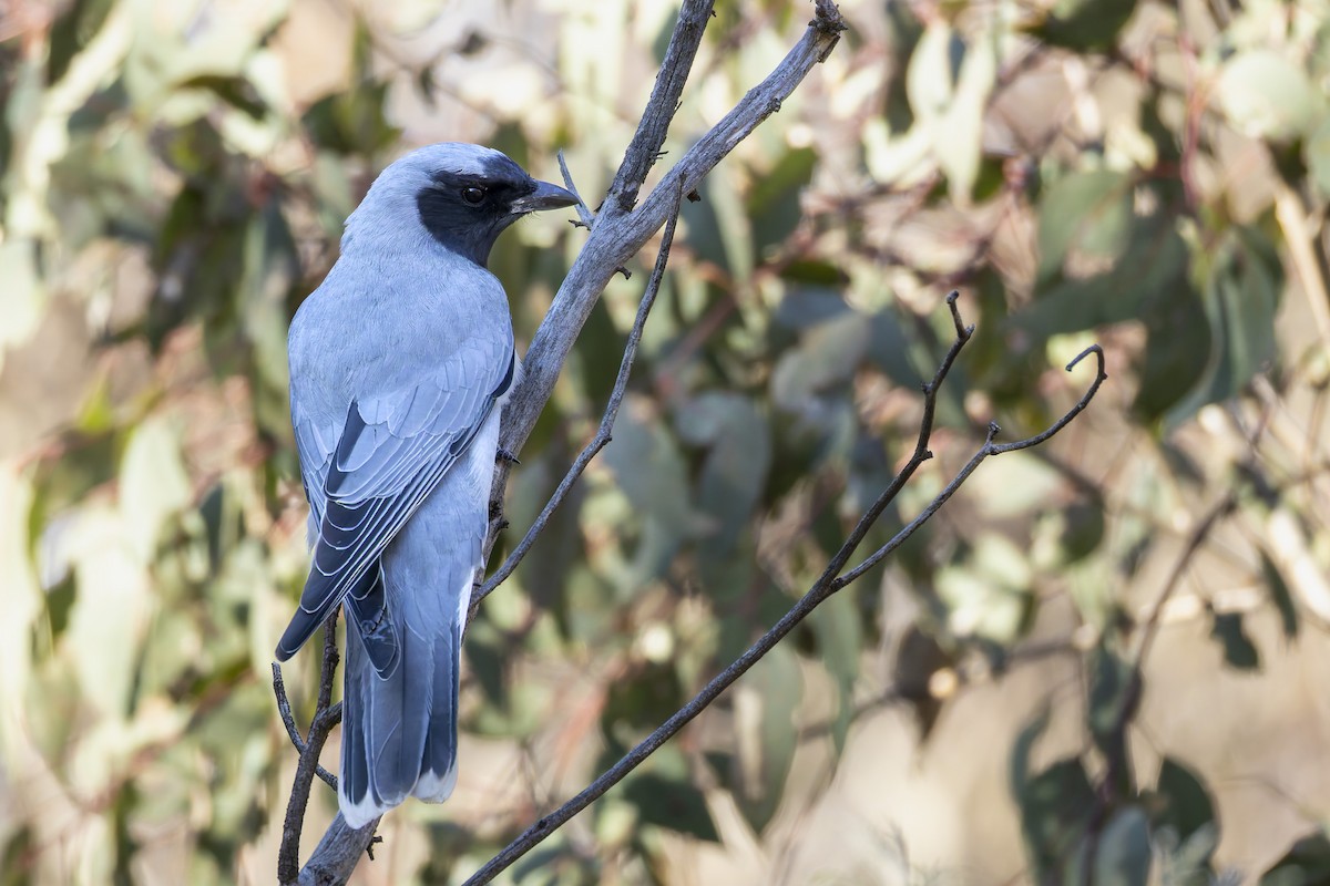 Black-faced Cuckooshrike - ML642048935
