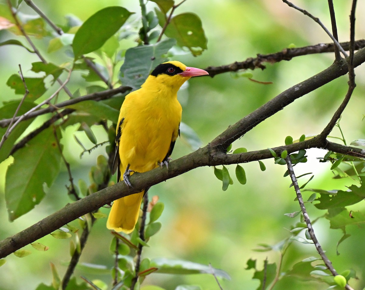 Black-naped Oriole - ML642048937