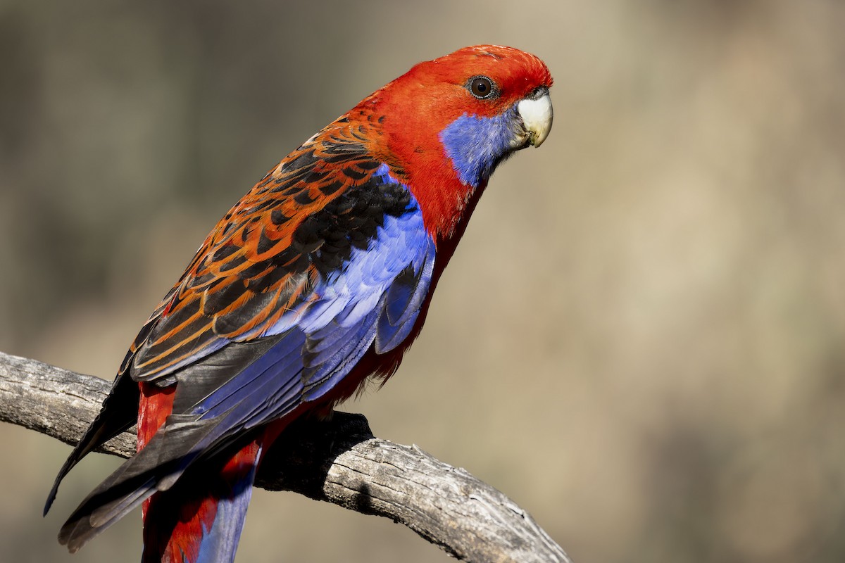 Crimson Rosella - ML642048938