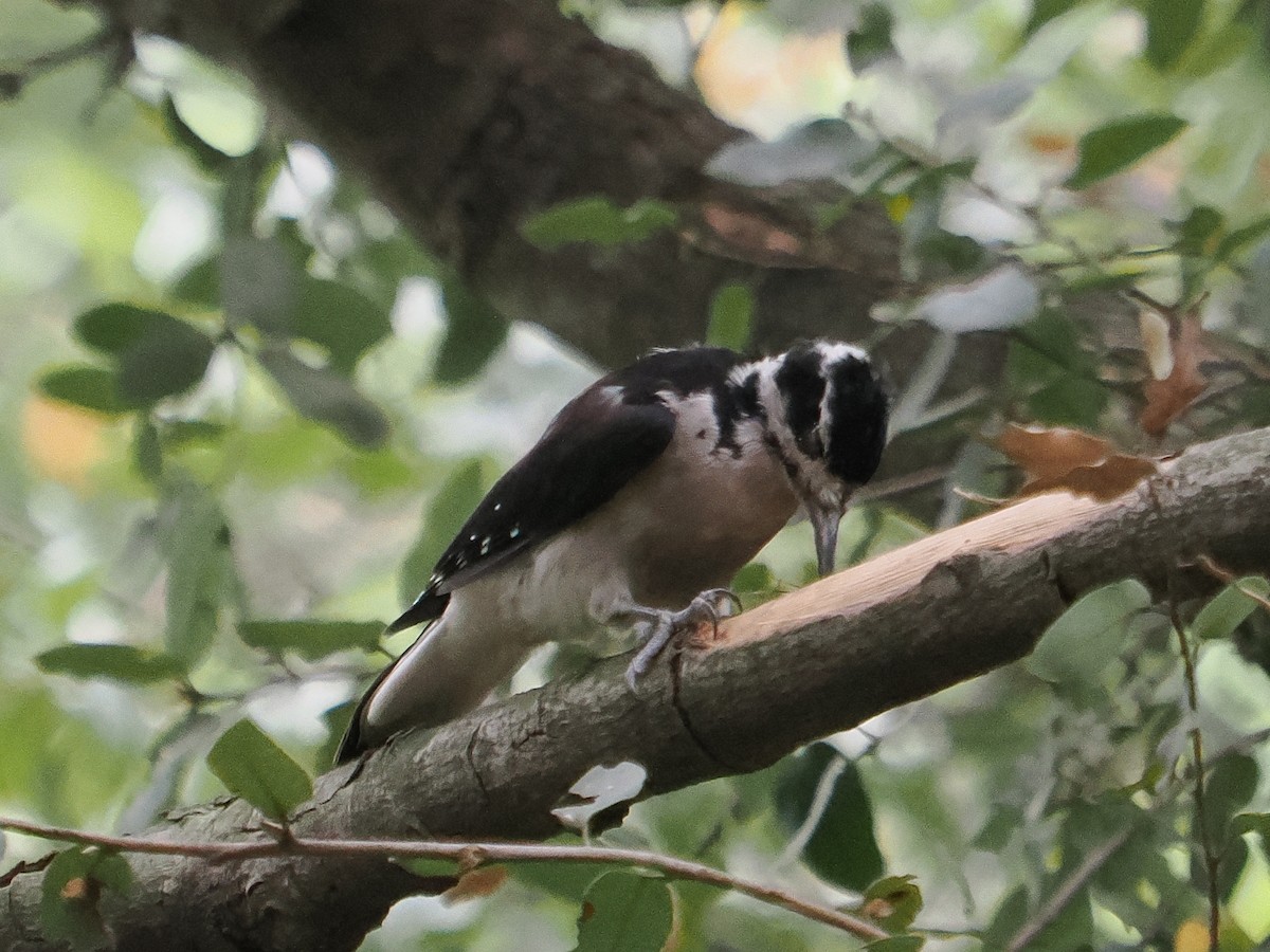 Hairy Woodpecker - ML642048939