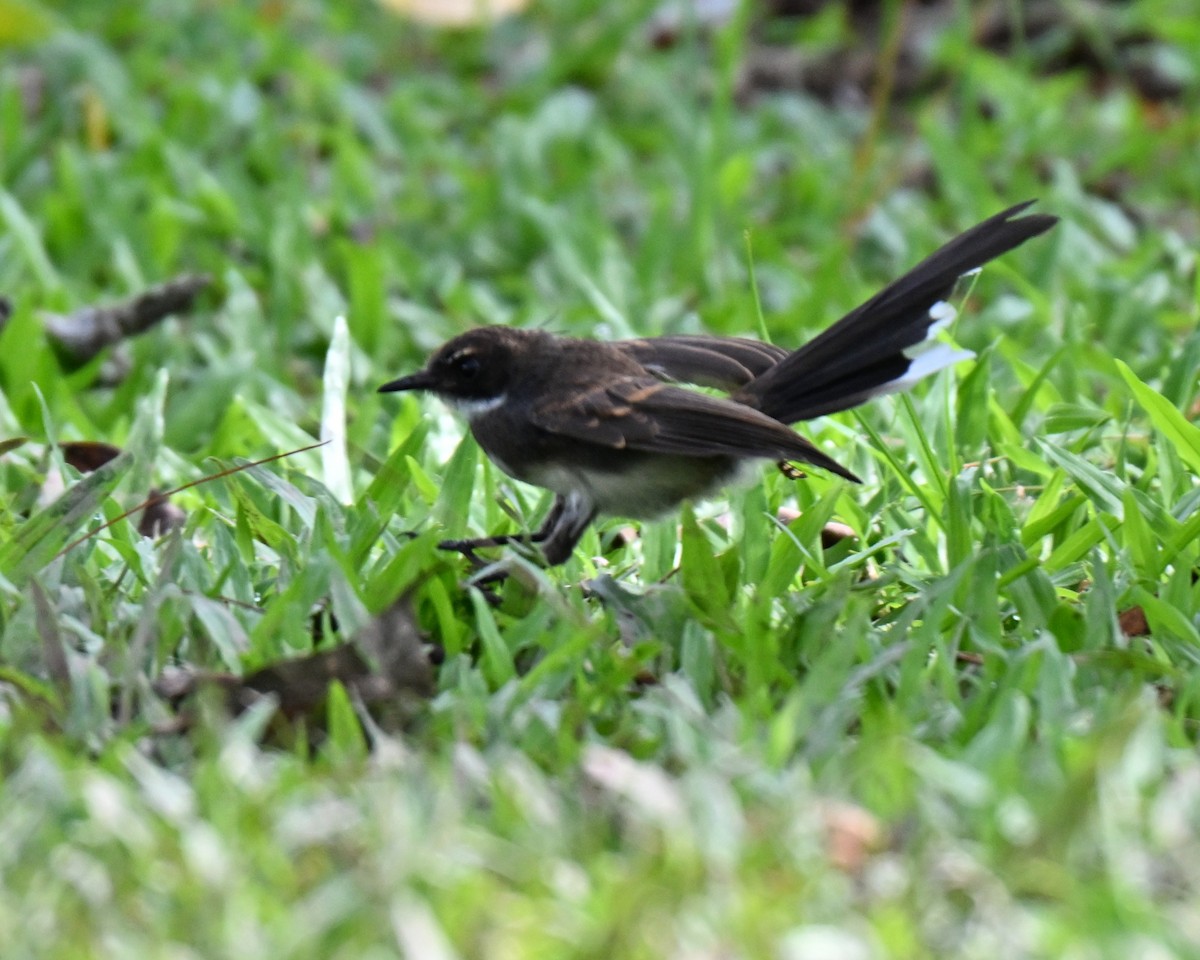 Malaysian Pied-Fantail - ML642048942