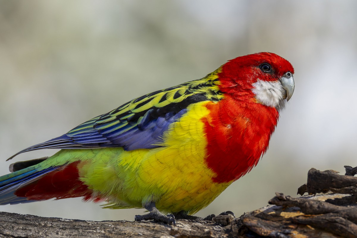 Eastern Rosella - ML642048943