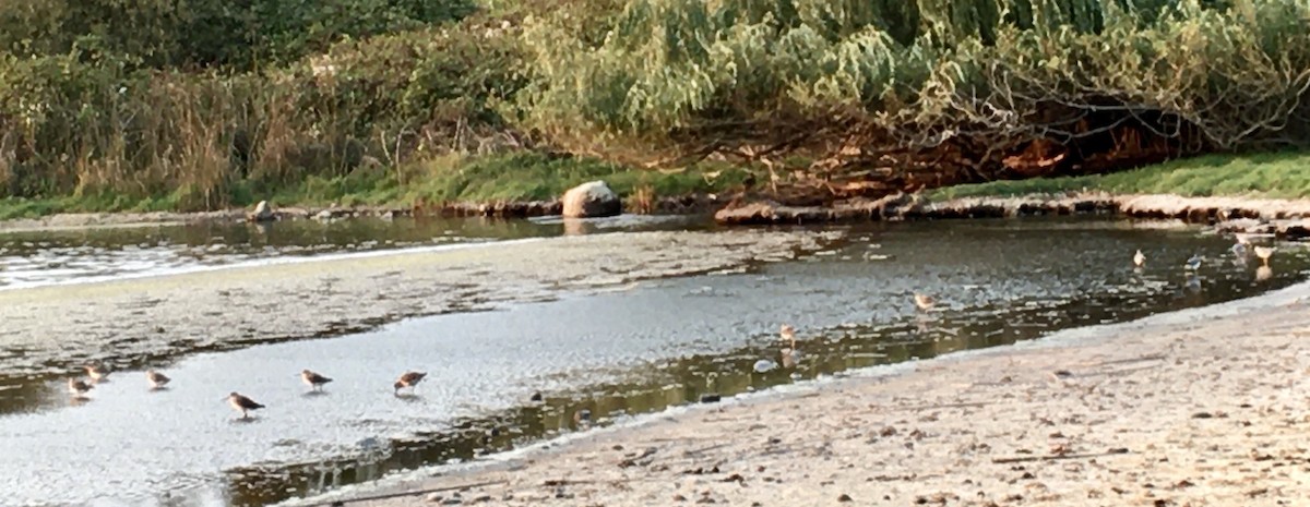 Greater Yellowlegs - ML642048945
