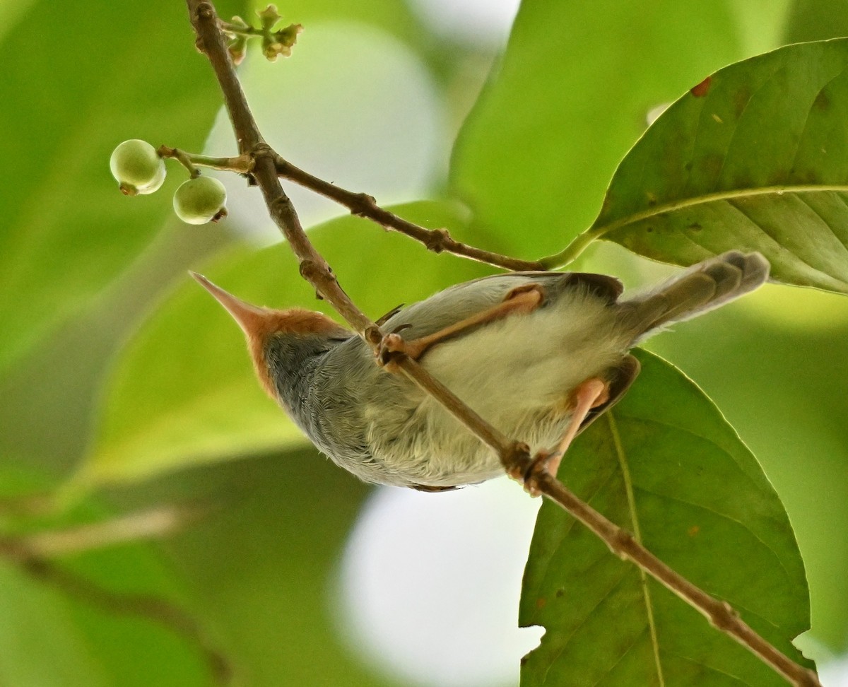 Ashy Tailorbird - ML642048946