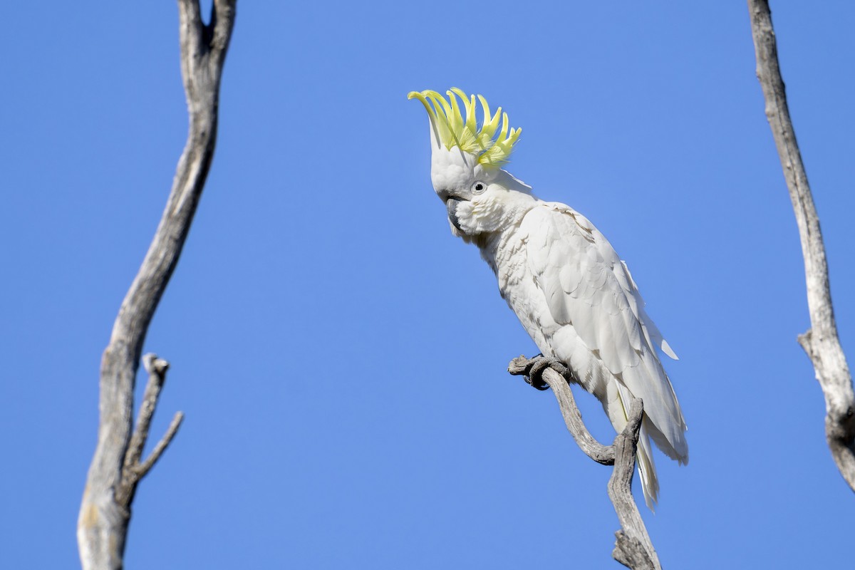 Sulphur-crested Cockatoo - ML642048947