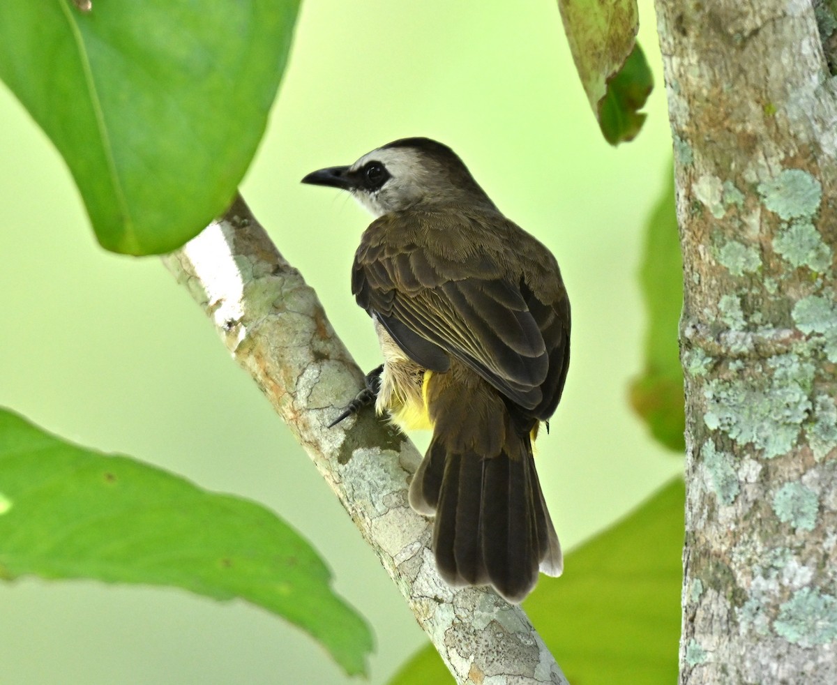 Yellow-vented Bulbul - ML642048949