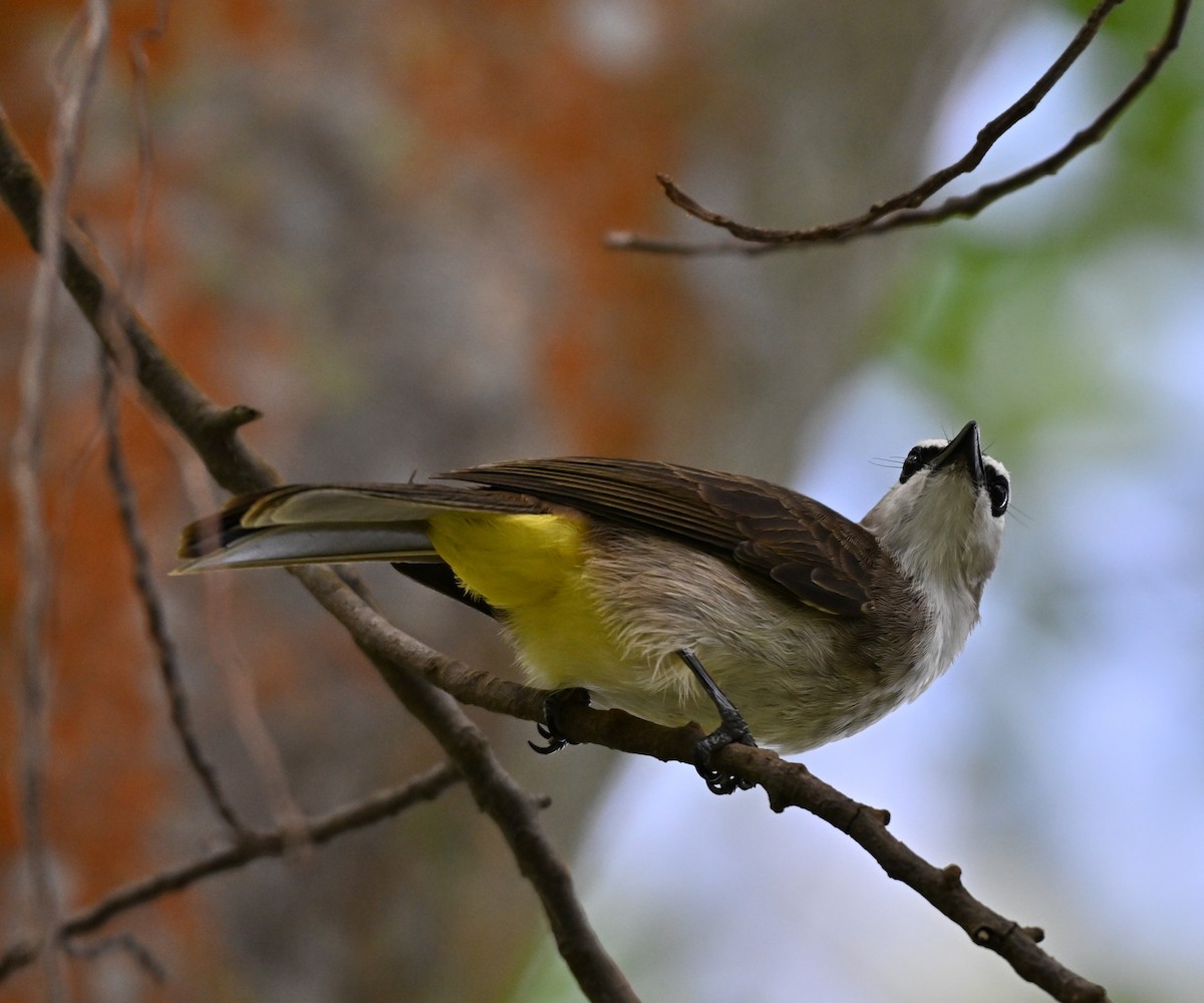 Yellow-vented Bulbul - ML642048950