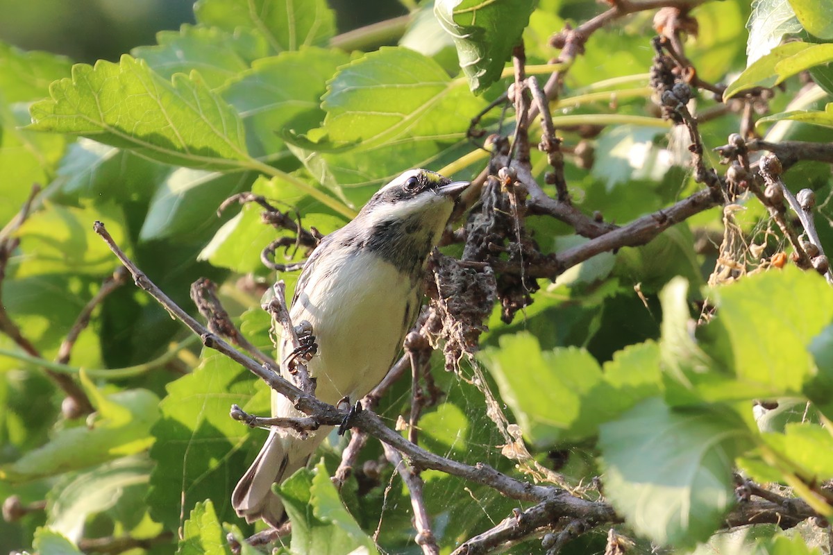 Black-throated Gray Warbler - ML642048952
