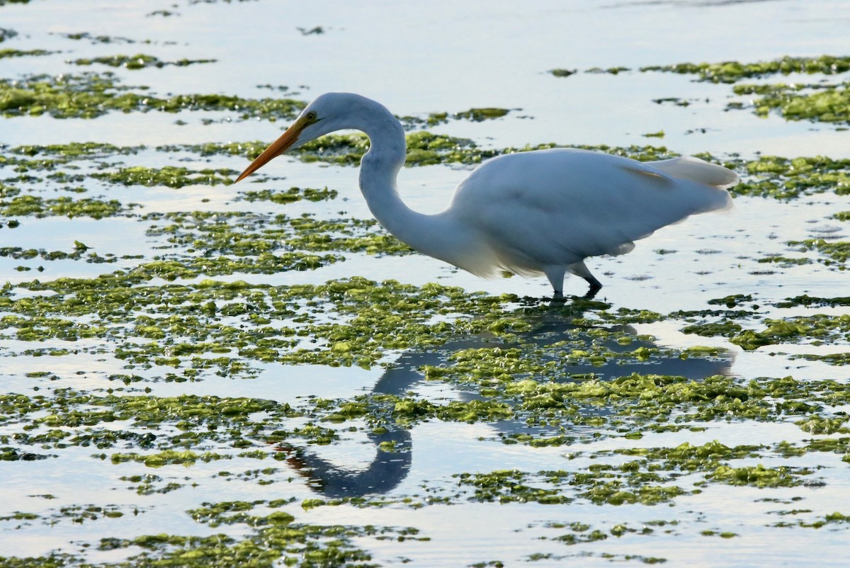 Great Egret - ML642048953