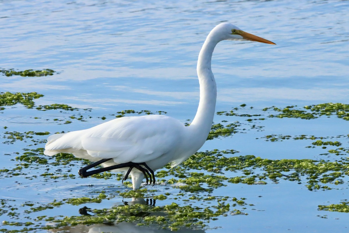 Great Egret - ML642048954