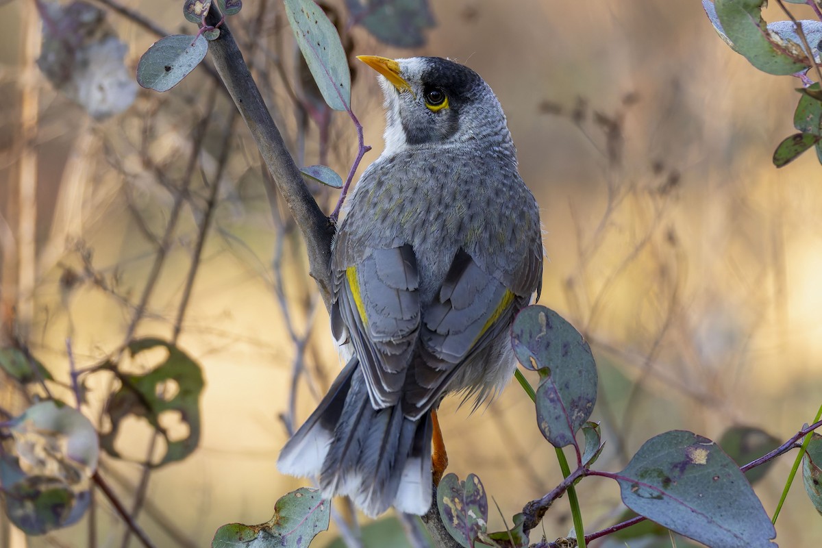 Noisy Miner - ML642048955