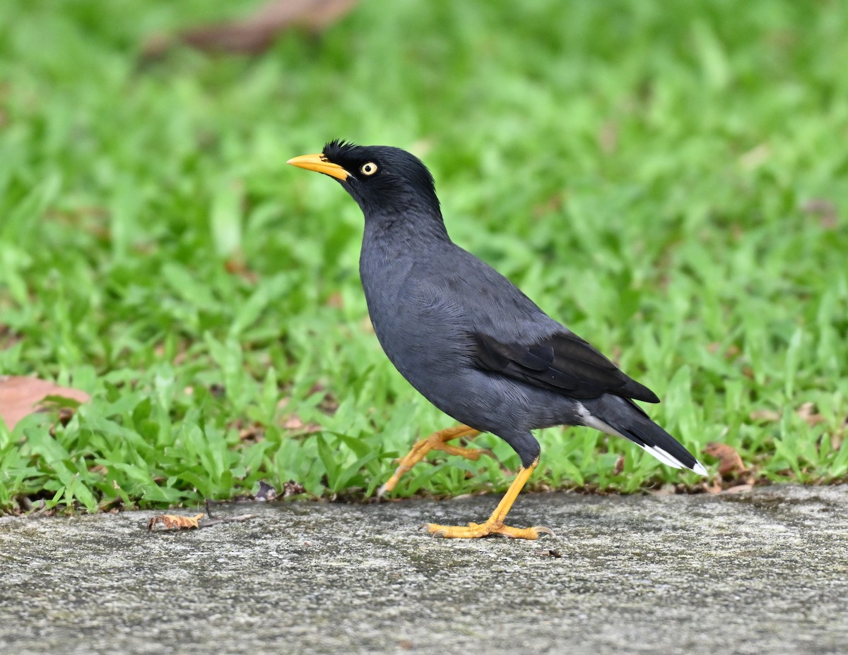 Javan Myna - ML642048958