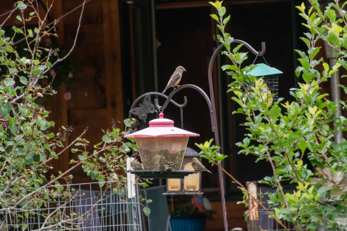 Red Crossbill - ML642048960