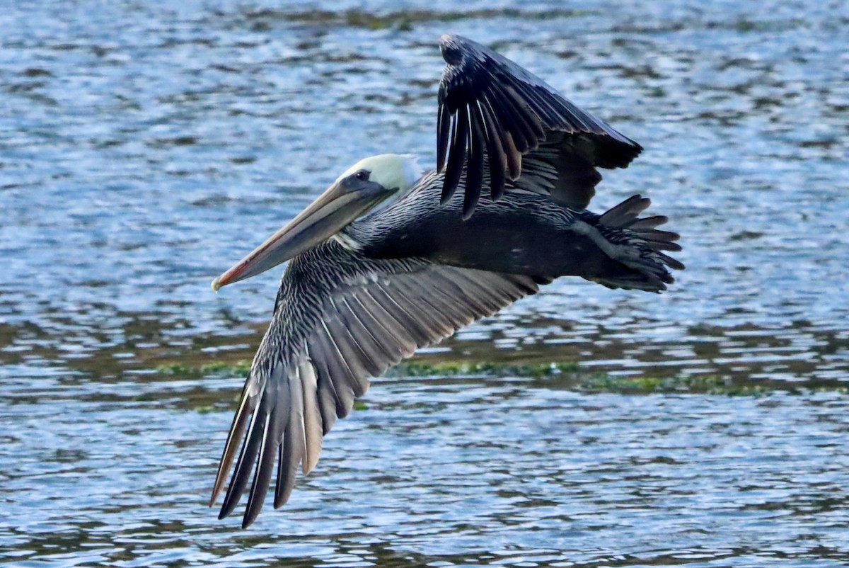 Brown Pelican - ML642048962