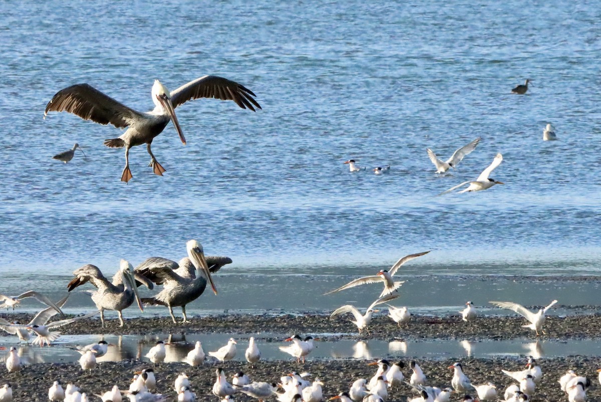 Brown Pelican - ML642048963