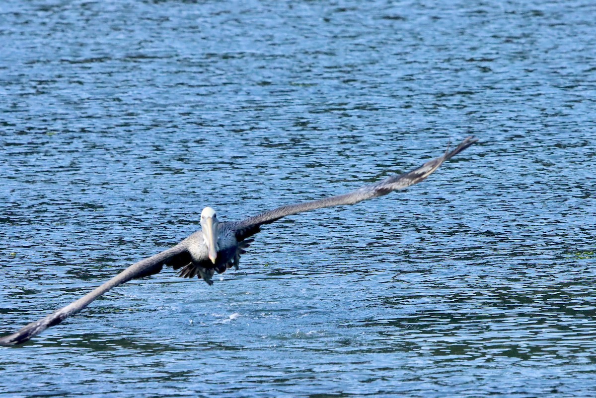 Brown Pelican - ML642048964