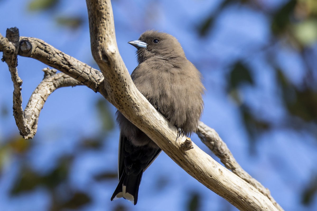 Dusky Woodswallow - ML642048965
