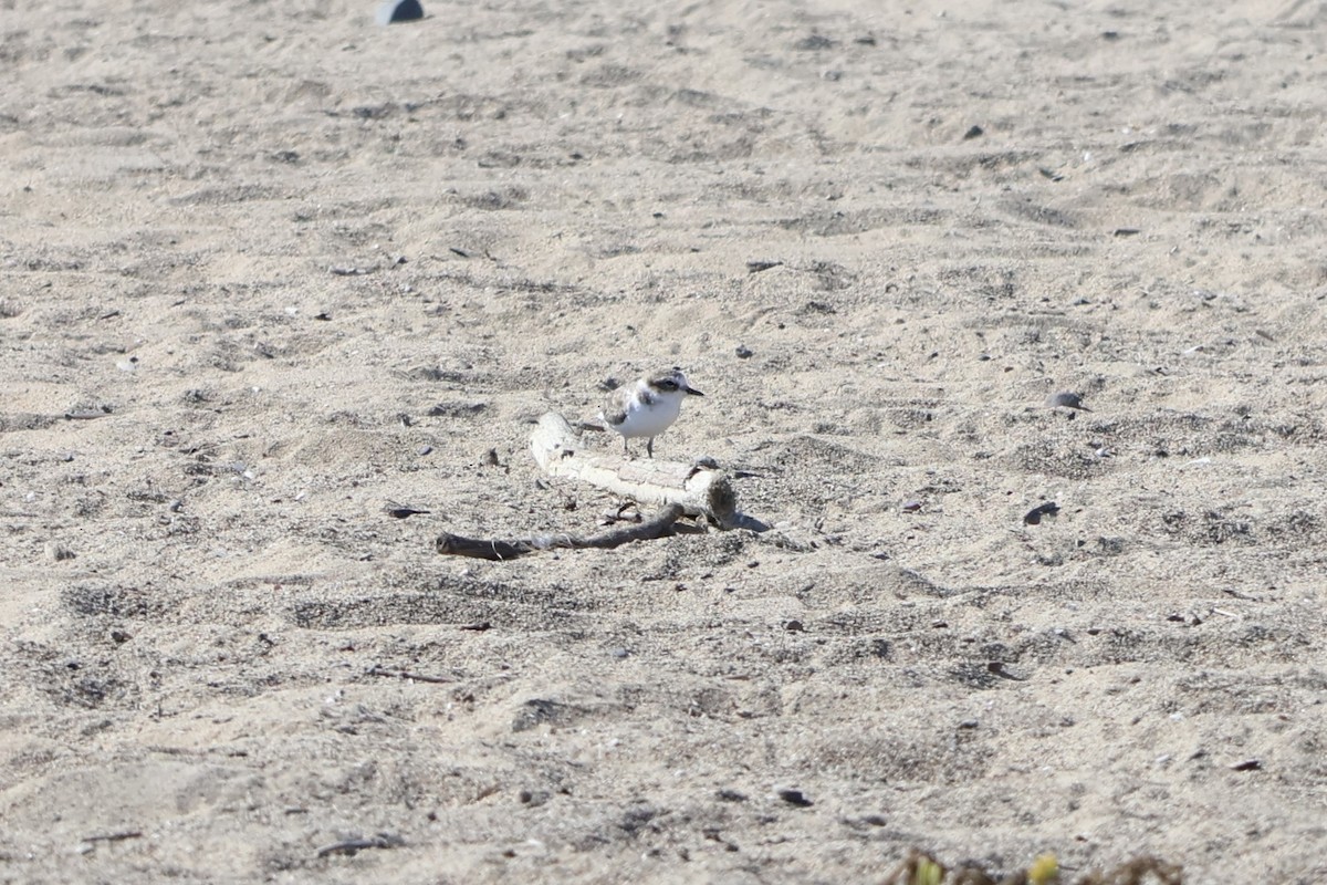 Snowy Plover - ML642048967