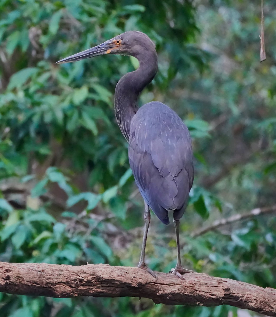 Great-billed Heron - ML642048969