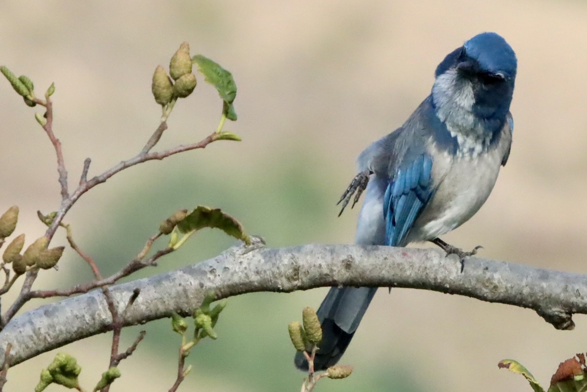 California Scrub-Jay - ML642048974