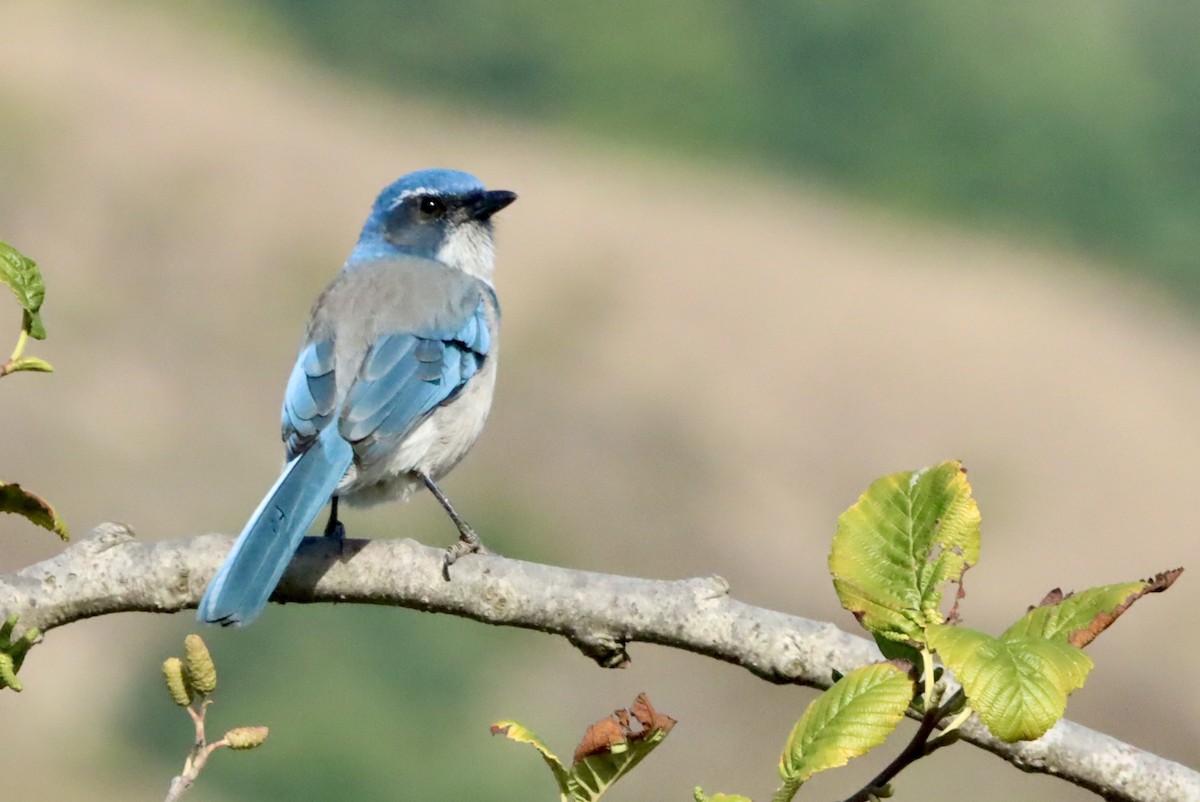 California Scrub-Jay - ML642048975