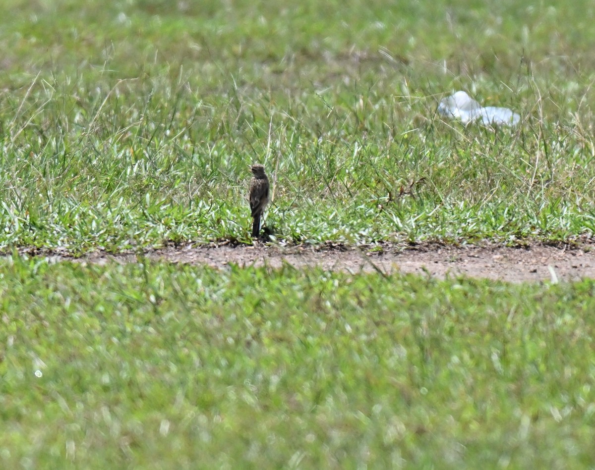 Paddyfield Pipit - ML642048978
