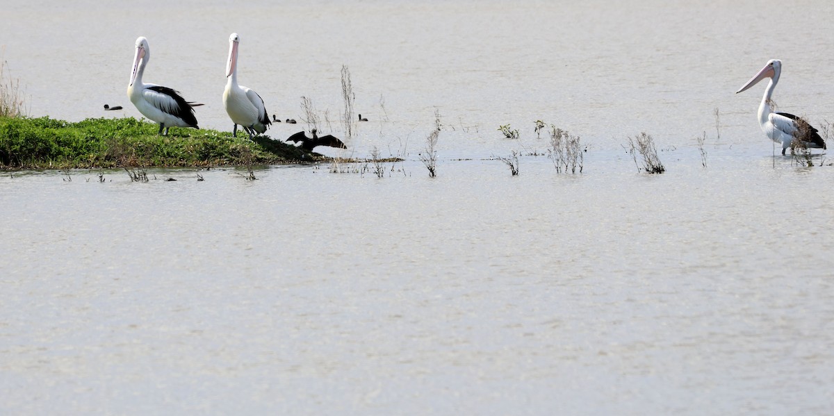 Australian Pelican - ML642048979