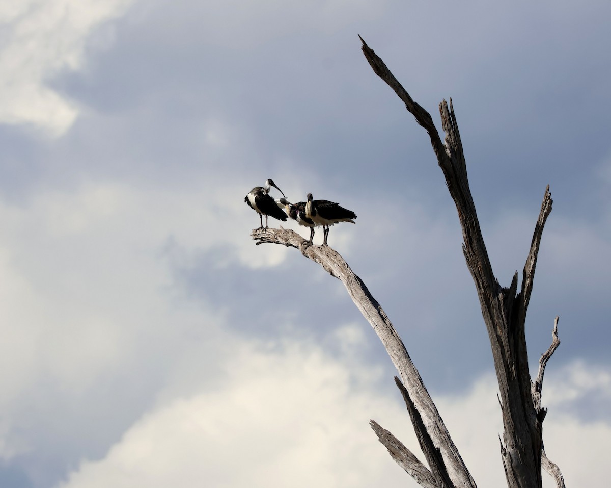 Straw-necked Ibis - ML642048980
