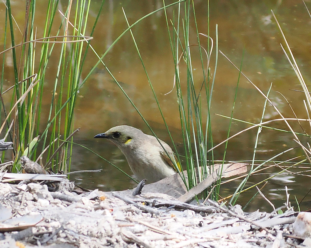 Fuscous Honeyeater - ML642048981