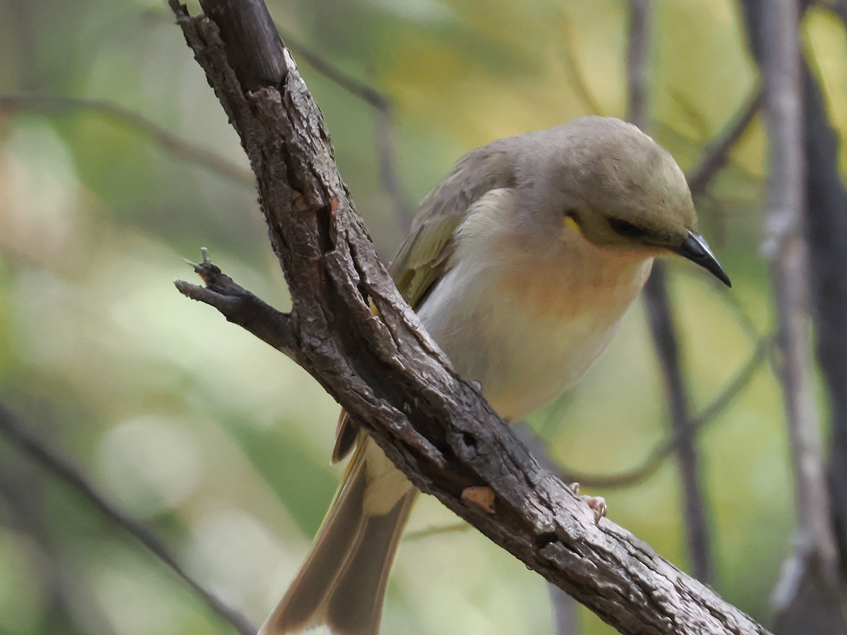 Fuscous Honeyeater - ML642048982