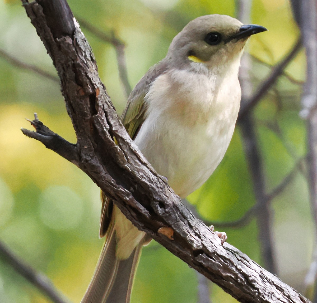 Fuscous Honeyeater - ML642048983