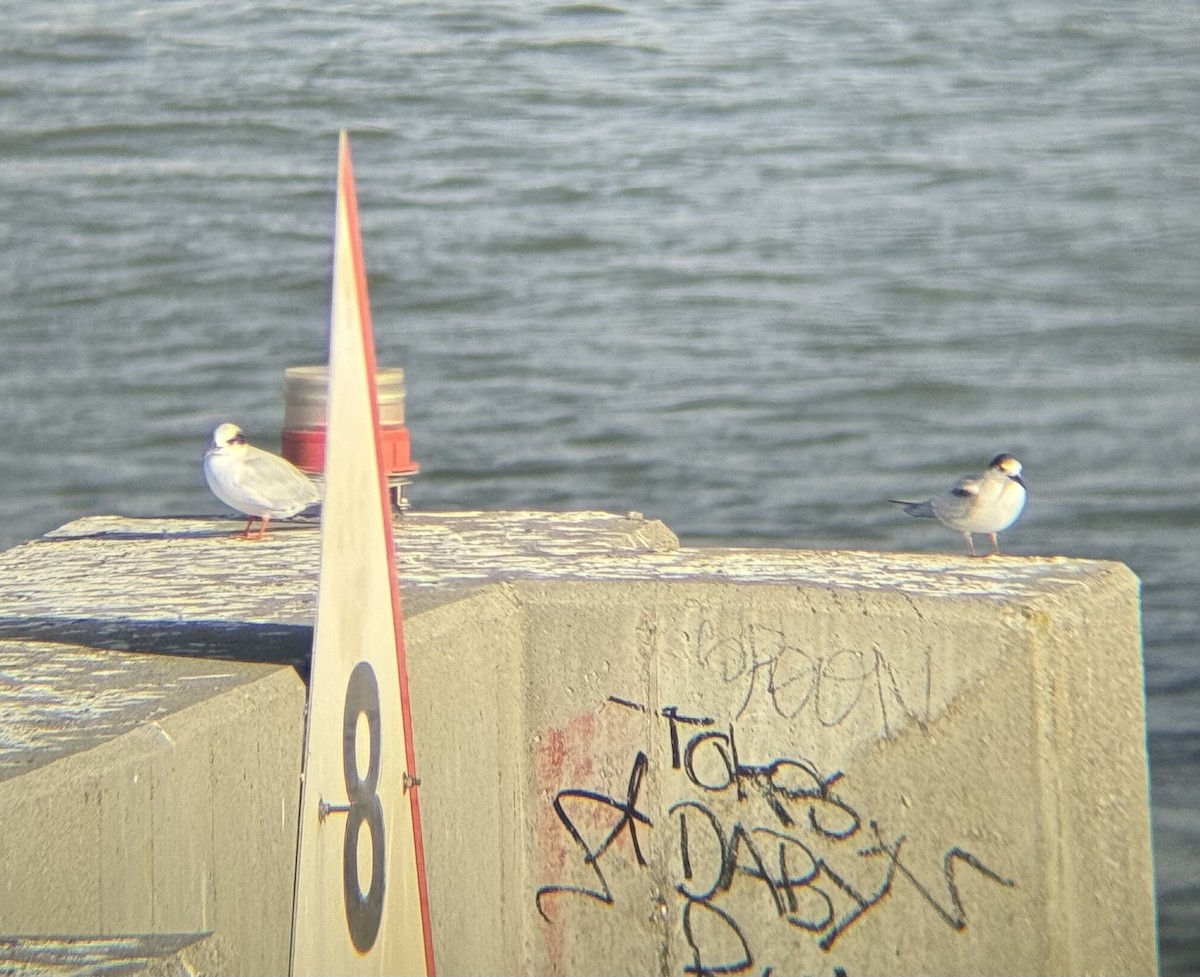Common Tern - ML642048987