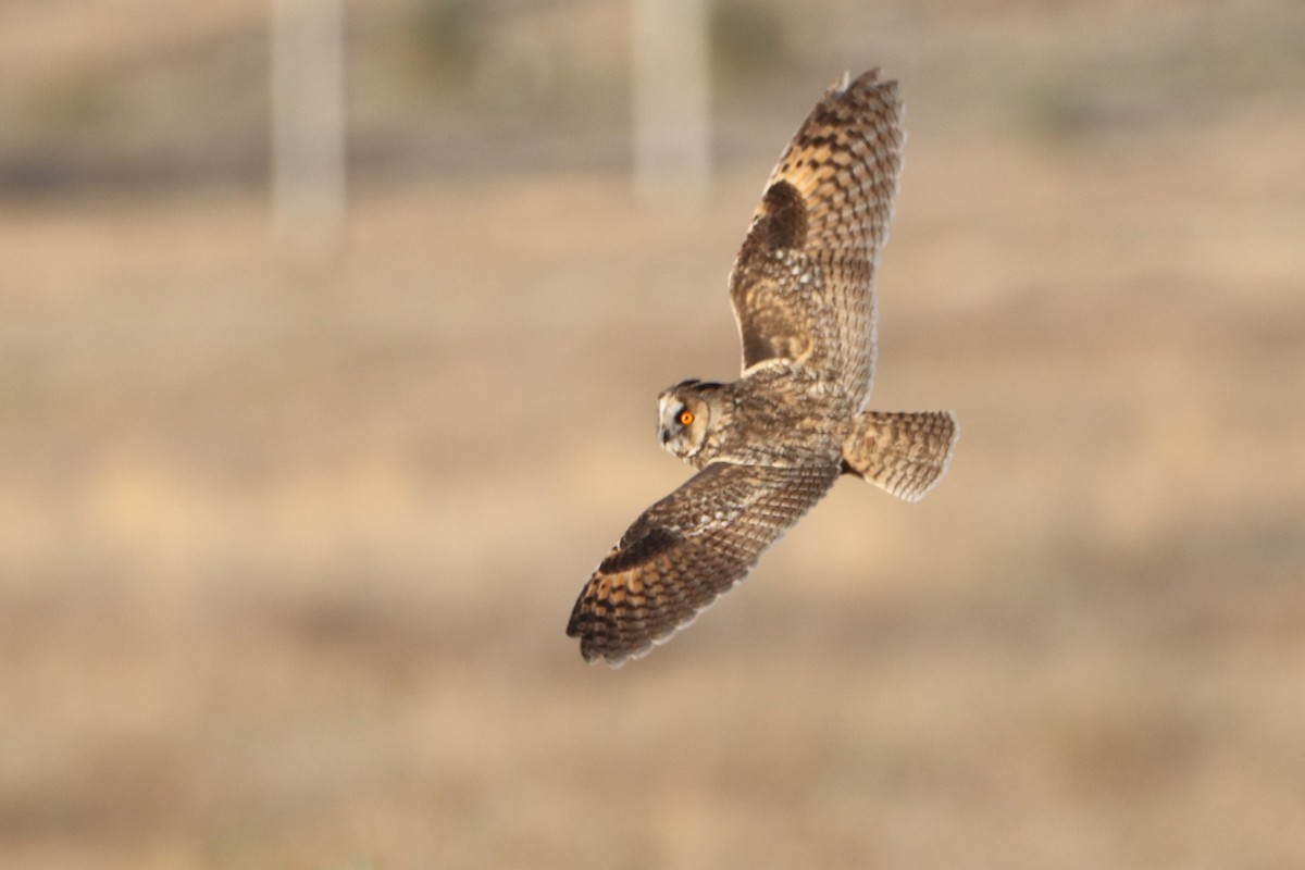 Long-eared Owl - ML642048989