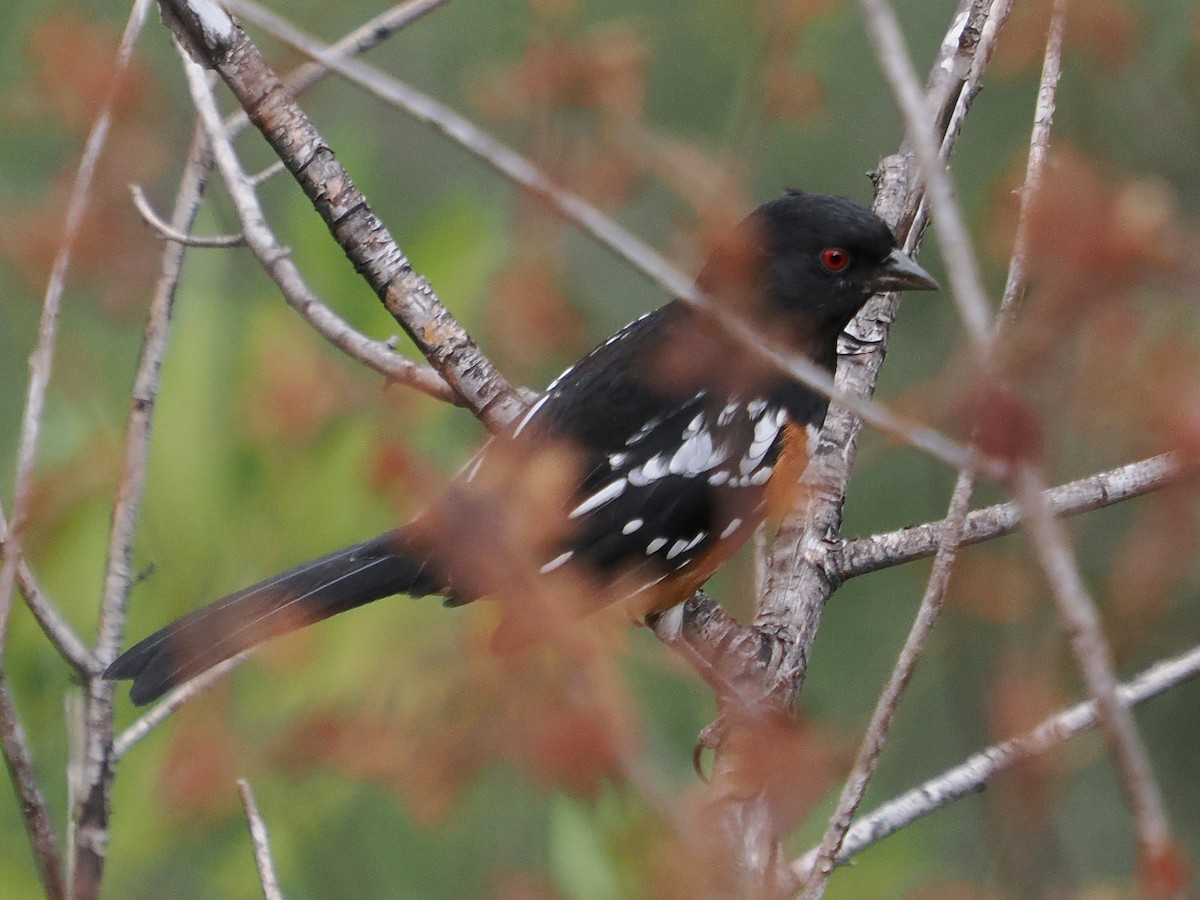 Spotted Towhee - ML642048991