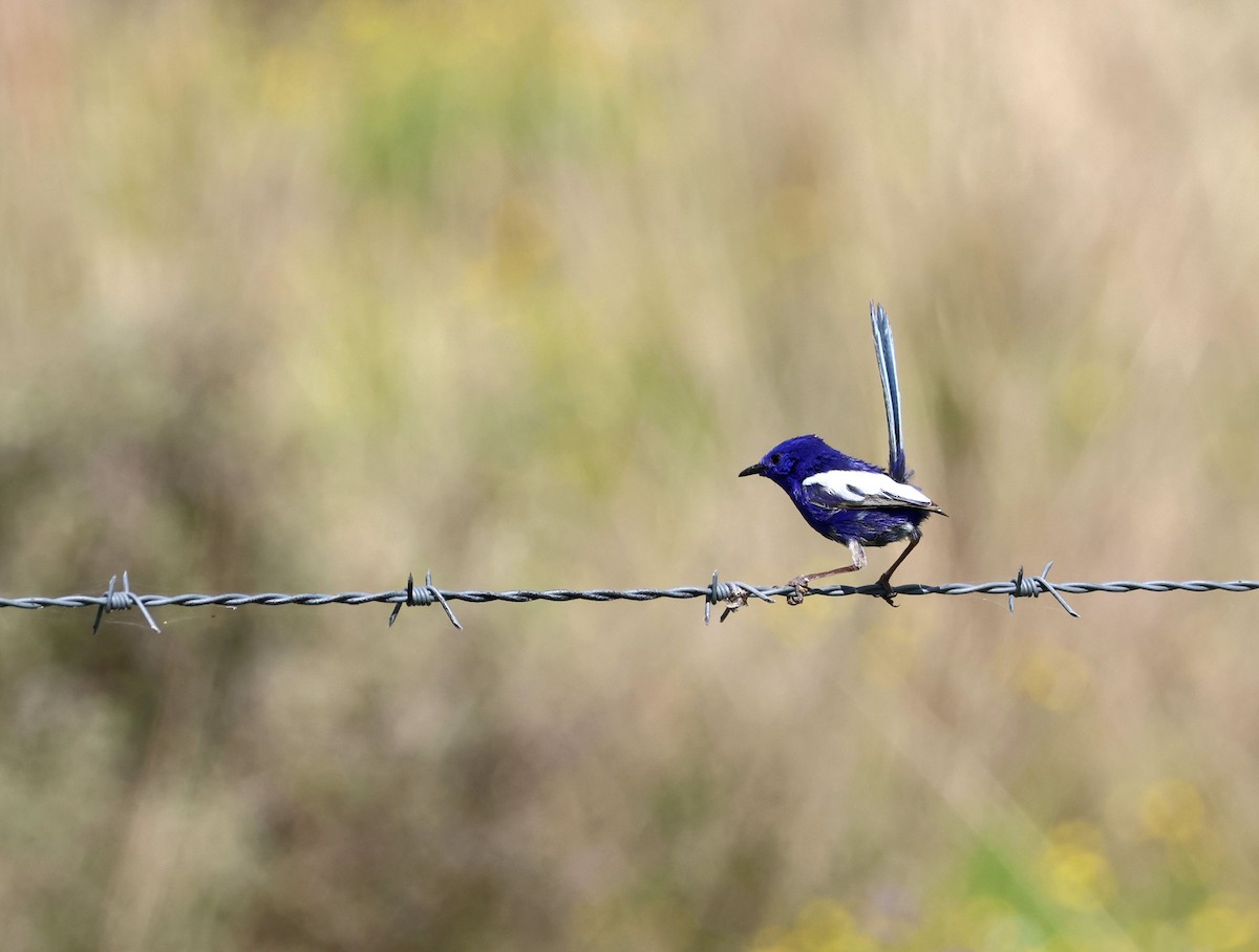White-winged Fairywren - ML642048993