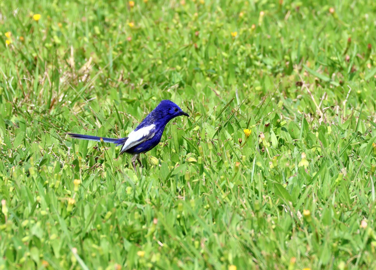 White-winged Fairywren - ML642049003