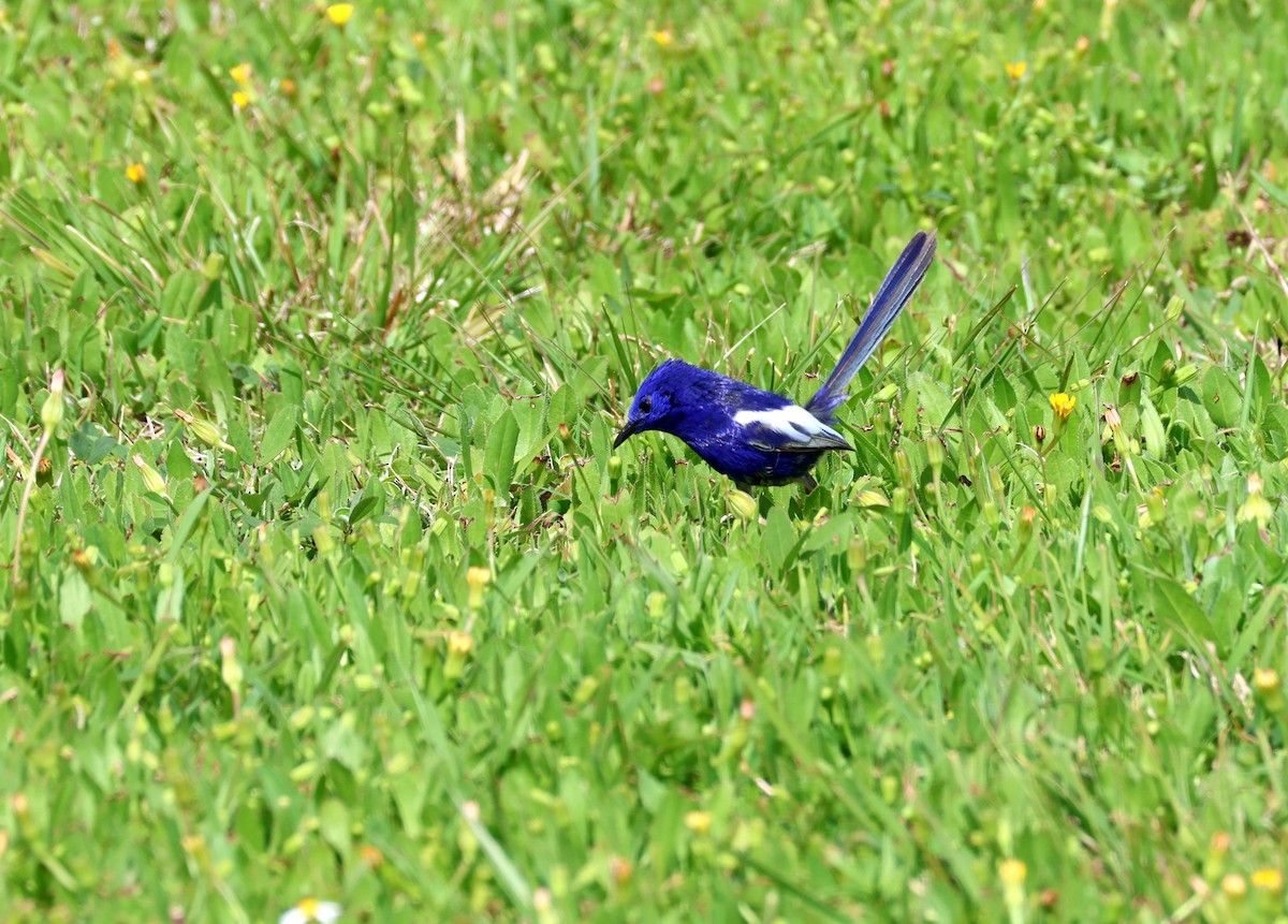 White-winged Fairywren - ML642049006