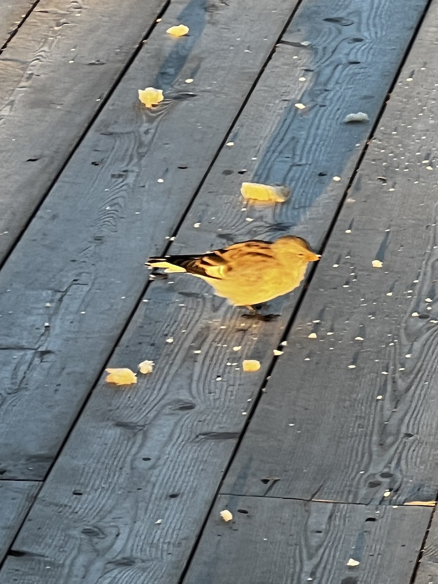 White-winged Snowfinch - ML642049017