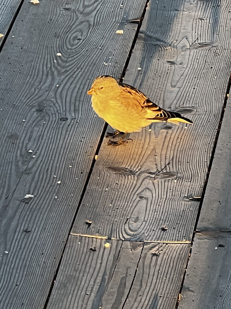 White-winged Snowfinch - ML642049018