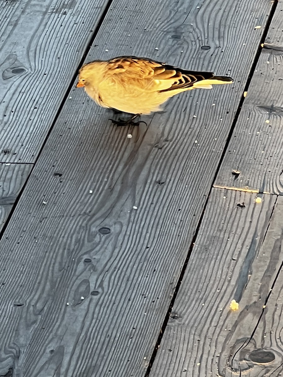 White-winged Snowfinch - ML642049019
